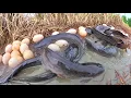 Download Lagu Oh Oh Oh! skills catch fish and pick duck eggs ln the rice field by hand fishing skills 