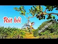 Lagu Bông lau mồi rút bổi đẳng cấp, hót đấu nhiều giọng hay@bonglauvietnam2022