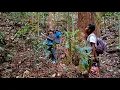 IJO CUCAK BIRD ATTRACTING ADVENTURE 4 DAYS CAMPING IN THE BUKIT BARISAN FOREST
