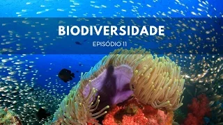 Biodiversidade | Origens #11