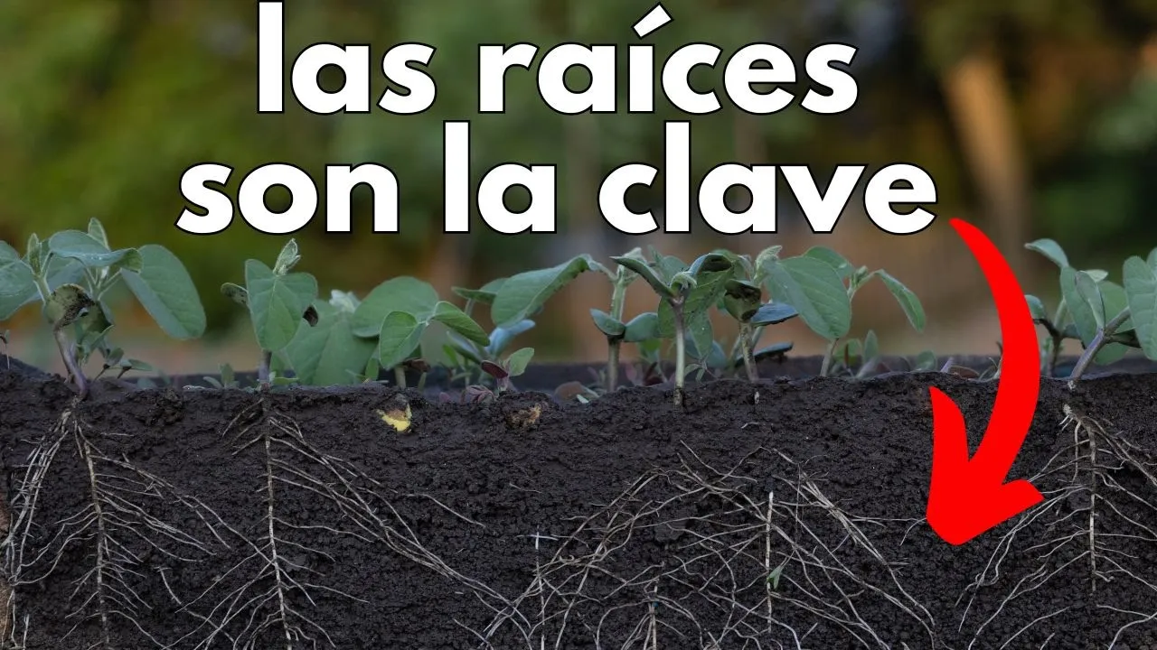 La MAGIA de las RAÍCES 🌱