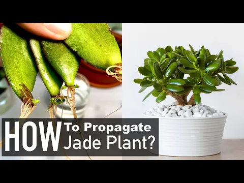 Download MP3 Jade Plant Propagation from Cuttings (Crassula Ovata)