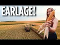 Download Lagu Chopping Earlage in Southwest Minnesota! MORE COW CHOW!