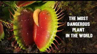 CARNIVOROUS PLANT EATING venus fly trap, terrarium, time lapse, how they work, documentary, care