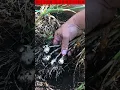 The Hidden Consequences of Neglecting Spring Garlic