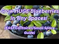 Best Blueberry Bushes for Small Spaces Containers Easy Growing Guide