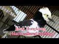 masteran tajam jernih suara tajam terbaik burung jalak hongkong