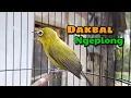 Pleci Dakbal Ngalas Isian