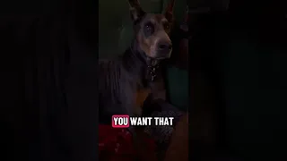 No dog was left uncovered in the filming of this video 🤣🐾💜#fyp #dream #doberman #pets #youtube