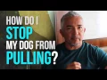 How to Stop Your Dog From Pulling