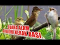 Download Lagu Suara Cikrok /Kerak Basi Di Alam Liar