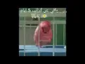 https://cdn.discordapp.com/attachments/411606221225852928/603722888482258994/hedances.mp4