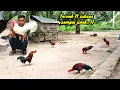 Download Lagu HASIL TERNAK AYAM HUTAN YANG SANGAT MEMUASKAN SAMPAI JINAK