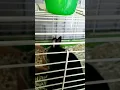 Download Lagu memory of lyla making her nest #animals #pets #rabbits #youtubeshorts #animalcare #videos