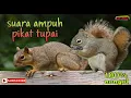 Download Lagu Suara pikat tupai dijamin muncul 100% mantap
