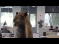 Geico - Hump Day REMIX Guess What Day It Is Camel FINAL Happier than a Camel on Wednesday