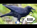 Download Lagu DJ BURUNG GAGAK LAGI VIRAL  ENAK DI DENGAR