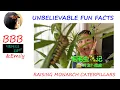 Download Lagu Raising Monarchs | the Monarch caterpillars eat their shed skins | fun facts