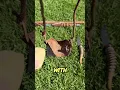 The Ancient Sling Deadly Simplicity