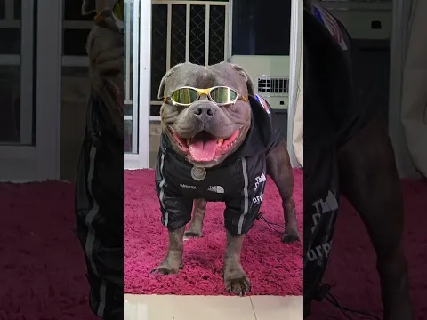 COMI PICANHA PELA PRIMEIRA VEZ #aniversario #meme #cachorro #bolo