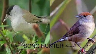 صوت عصفور التين الدخل دمج 3 اصوات اساسية 