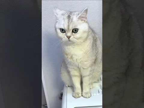 МАРСЕЛЯ ВЫГНАЛИ? #cat #топ