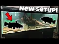 125 Gallon Fish Tank Setup Freshwater NATIVE FISH Aquarium Build