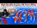 Download Lagu Banyak Bahan Show Quality Kujaku ❗Azukari Kujaku Akihiro x HK Farm Blitar