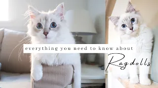 10 Things To Know About Owning A RAGDOLL Kitten Cat