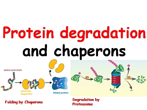 Protein degradation and chaperones