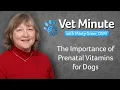 The Importance of Prenatal Vitamins for Dogs