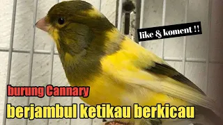 kenari bon kuning jambul