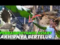 Download Lagu PERTAMA TEREKAM JELAS BURUNG KIPASAN BERTELUR DI DALAM AVIARY..!