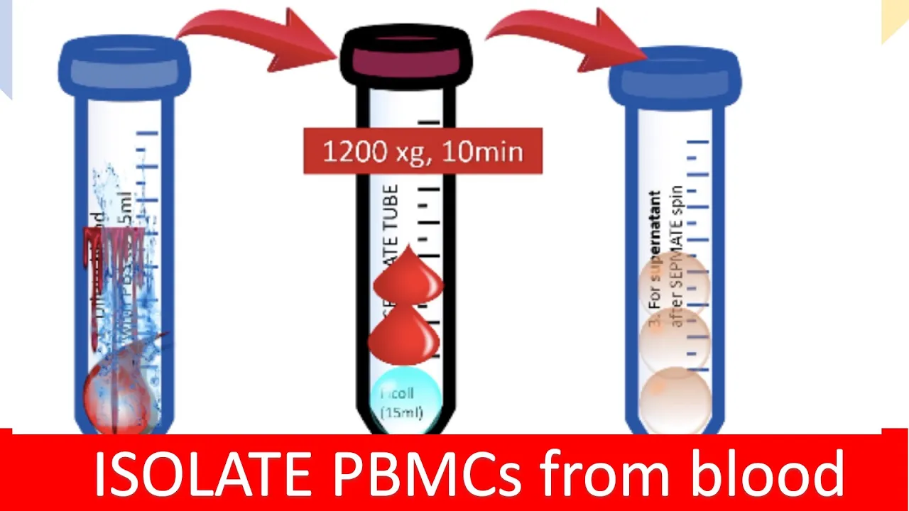 🩸 ISOLATING PBMC | Peripheral Blood Mononuclear Cells