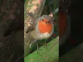 Download Lagu CUTE ROBIN BIRD FUNNY VIDEOS