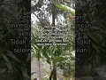 Download Lagu Kehilangan ibu #ibu #iburumahtangga #mama #shalawattahrim #shalawat #rinduibu #shalawatnabi #shorts
