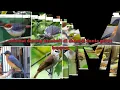 Download Lagu Suara pikat ampuh untuk semua jenis burung. Husus buat burung bandel yg susah turun