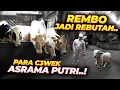 Lagu NEK4T..!! LATIH SENDIRI SAPI-SAPI ASRAMA PUTRA..!!
