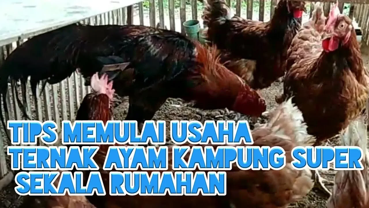 TIPS SUKSES TERNAK AYAM KAMPUNG SEMI INTENSIF BAGI PEMULA