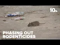 Rhode Island to phase out sale of rat poisons under new law