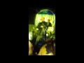 Akwid Live @ EL Toro SF 2015