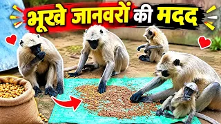 🐒 Bhukhe Baandaron Ko Khana Khilaya - Dekhiye Kya Hua!