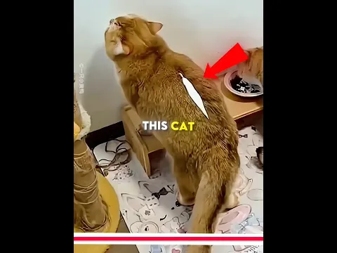 This cat owner makes Us scared So much #shorts #cat