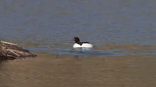 A North American Common Merganser drake swims along on a northern USA Beaver pond as the hen dives