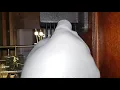 Adjusting the chime hammers on a Grandfather Clock