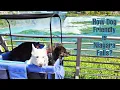 Is Niagara Falls Dog Friendly