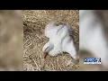 Disabled duck needs new legs