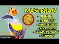 Lagu Masteran Cendet Gacor cocok untuk masteran cendet Trotol#cendettrotol #cendet #cendetgaco