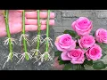 Download Lagu Koop rozen in de winkel om te planten | Hoe rozen in het zand te snijden