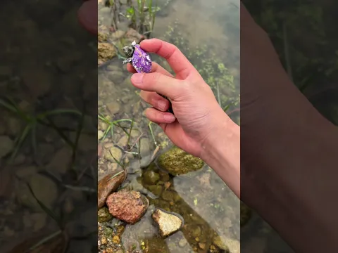 नहर के अंदर से ये क्या निकला Part 7 😵😱 #fish #tortoise  #hindifacts #animallovers  #dpscworld #2026